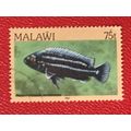 Malawi 1984 75t Purple Mbuna Used SG 699 Sc 438...