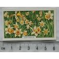 1938 Gallaher's Garden flowers No. 39 Daffodils