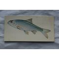 1978 Craven Black Cat Sport Fish card No. 1 Dace