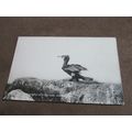 1950s Gibson RP Postcard - Cormorant in Fightin...