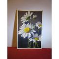 OX-EYED DAISY, flowers Swiss unused postcard =
