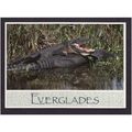 AMERICAN ALLIGATORS - EVERGLADES NATIONAL PARK ...
