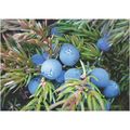 BET.G515: Mountain Juniper (Juniperus communis ...