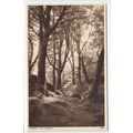 The Landslip Shanklin Isle of Wight Postcard V900