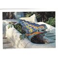 Guadi Park Guell Fountain Barcelona Postcard po...