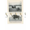 Bison & Cattalo, Canada, Book Illustration, c1920