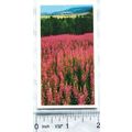1989 Grandee Britain's Wild Flowers No. 23 Rosebay