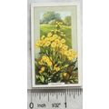 1939 Gallaher's Wild flowers No. 6 Ragwort