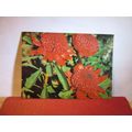 RED WARATAHS FLOWER, FLORAL EMBLEM OF NEW SOUTH...