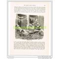 SHOE SHOP IN FEZ, MOROCCO, Book Illustration c1890