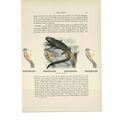 Galapagos Sea Lizard (Iguana), Animal Book Illu...