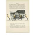 Green Turtle, Animal Book Illustration (Print),...