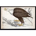 WHITE-HEADED BALD EAGLE 1850 Birds Oliver Golds...