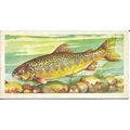 Freshwater Fish 1960 Brooke Bond Tea Card 28 - ...
