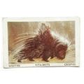 Australian Vitabrits Weeties Animals of World 1...