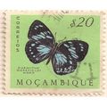 MOZAMBIQUE, BUTTERFLY, Euxanthe Wakefieldi Ward...