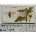 1915 Wills Garden Life No. 48 Thrips