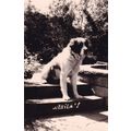Attila The Hun Dog Vintage Rare Real Photo Post...