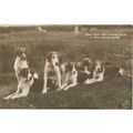 PC18197 Old Postcard. A Day Off. Dogs. E. A. Sc...