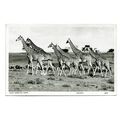 Postcard East African game animals herd of gira...