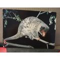 THE SPOTTED CUSCUS unused postcard =