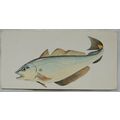 1978 Craven Black Cat Sport Fish card No. 44 Wh...