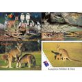 Crocodiles in Australia Wildlife Kangaroos 4x A...