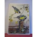 GREAT TITS by Winifred Austen unused vintage po...