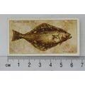 1935 Players Sea Fishes No. 44 Halibut