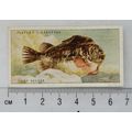 1935 Players Sea Fishes No. 41 Lump Sucker