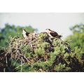 Postcard Osprey at Loch Garten Eyrie, Speyside,...