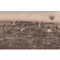 Harvesting Ground Nuts South Africa Postcard