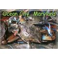 Ocean City Maryland with Blue Crab Fridge Magnet