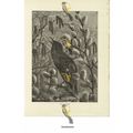 Blackbird, Book Illustration (Print), 1884