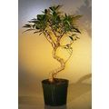 Pre Bonsai Ficus Retusa Bonsai - LargeCurved Tr...
