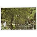 The Cottage Tea Gardens Horner Woods Somerset P...