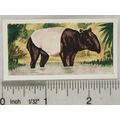Neilson's Interesting Animals card No. 14 Tapir