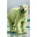 1970s Polar Bear Painting Childrens Ladybird Bo...