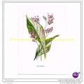 SEA-LAVENDER, Book Illustration, c1902