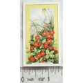 1939 Gallaher's Wild flowers No. 15 Scarlet Pim...
