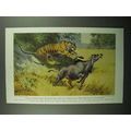 1943 Tiger Illustration by Walter A. Weber
