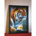 'SAHIB', BENGAL TIGER, ISLE OF WIGHT ZOO unused...