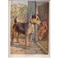 A MORNING TALK DOG & CHICKEN illustrated Albert...