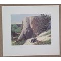 Jack Dumas Mother Bear & Cubs 20 X 22 3/4 Weyer...