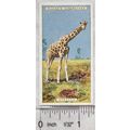 1924 Players Natural History card No. 20 Giraffe