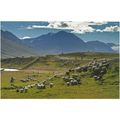 Frimerkjasalan: Sheep Gathering in Skidadalur V...