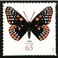 Baltimore Checkerspot Butterfly Pack of Ten 65 ...