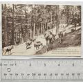 vintage postcard Peira Cava, Nice - Dans la For...