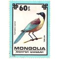 MONGOLIA, BIRDS, Cyanipica cyanus, airmail, blu...