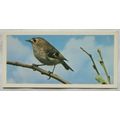 1976 Craven Black Cat British Birds card No. 36...